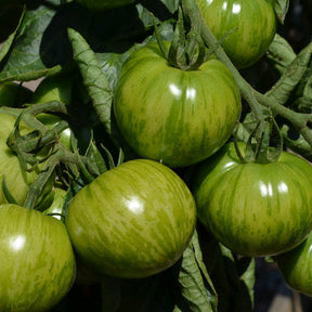 3 Plants de Tomate Green Zebra - Solanum lycopersicum green zebra - Potager