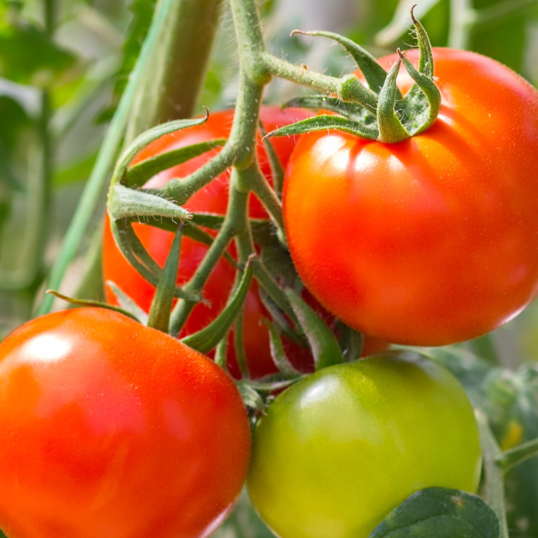 3 Plants Tomate Montfavet F1 - Solanum lycopersicum montfavet f1 - Potager
