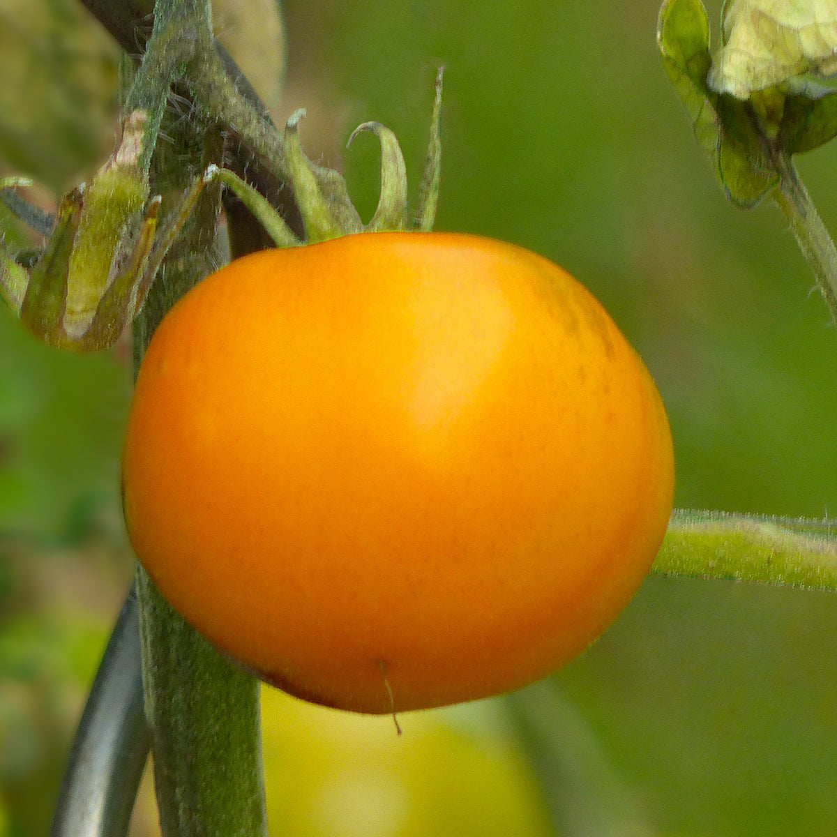 3 Plants de Tomate Orange Queen - Willemse