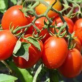 3 Plants de Tomate Olivette Roma - Willemse