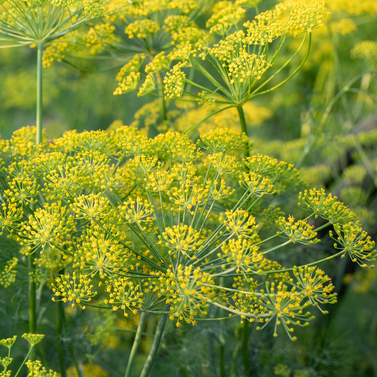 Plant d'Aneth - Anethum graveolens - Plants d'aromatiques