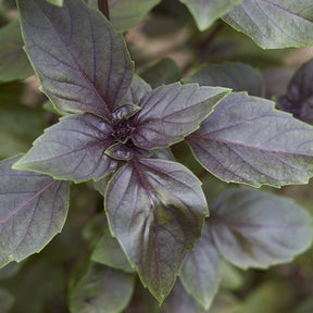 Plant de Basilic pourpre - Willemse