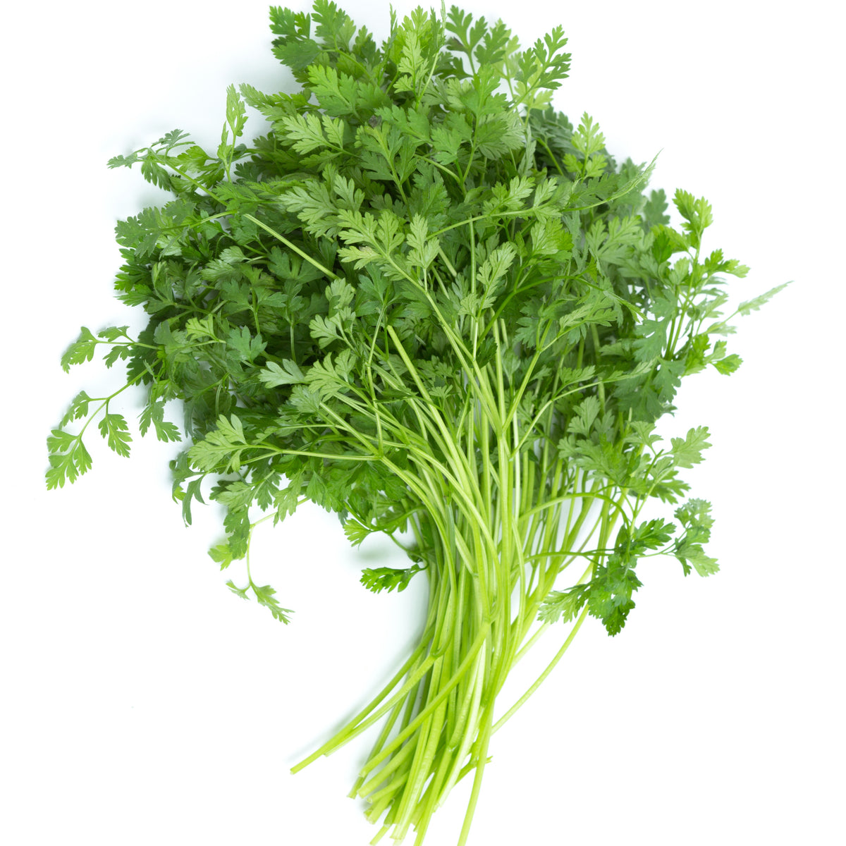 Plant de Cerfeuil - Willemse