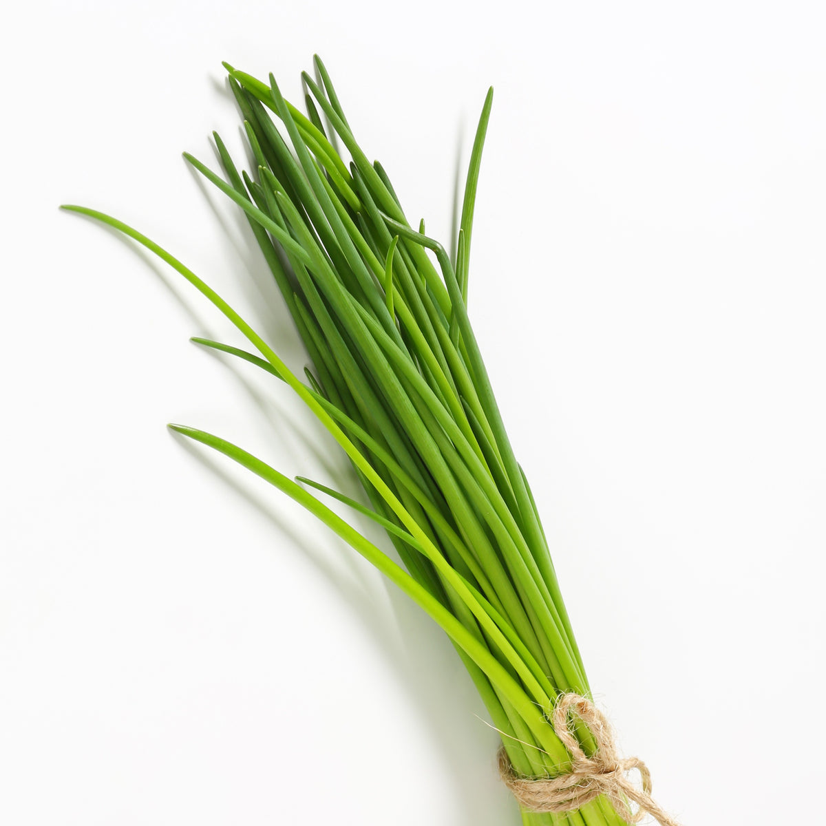 Plant de Ciboulette - Allium schoenoprasum - Potager