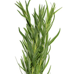 Plant Estragon - Artemisia dracunculus - Potager