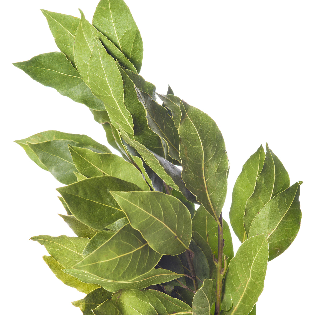 plante laurier sauce Plant Laurier sauce
