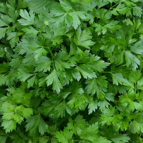 Plant de Persil plat - commun - Petroselinum crispum - Willemse