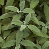 Plant de Sauge officinale - Willemse