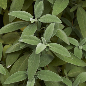 Plant Sauge officinale - Salvia officinalis - Potager