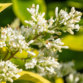 Troène de Californie doré - Ligustrum ovalifolium aureum - Troènes