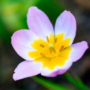 10 Tulipes botaniques Lilac Wonder - Tulipa lilac wonder - Willemse