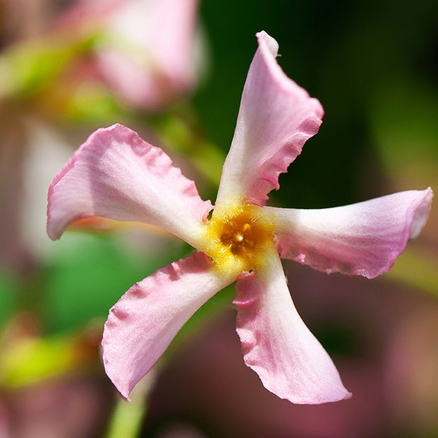 Trachelospermum jasminoides - Collection de 2 Jasmin étoilé rose et blanc - Jasmins