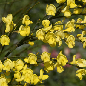Cytisus praecox allgold, albus, boskoop ruby - Haie de 3 Genêts : blanc, rouge, jaune - Genêts