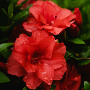 Azalée du Japon rouge - Willemse