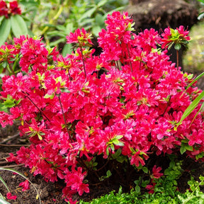 Azalea japonica red - Azalée du Japon rouge - Azalées