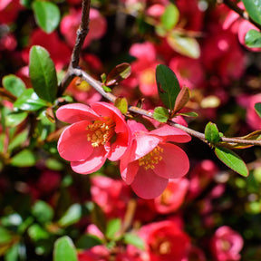 Cognassier du Japon - Chaenomeles japonica