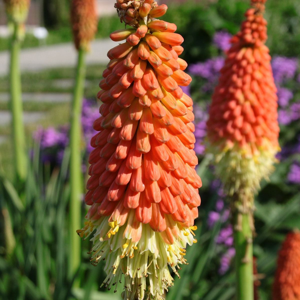 Tritoma Alcazar - Kniphofia 'alcazar' - Plantes vivaces