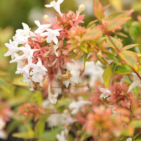 Abélia grandiflora Kaleidoscope® - Abelia grandiflora 'kaleidoscope' (r) - Willemse