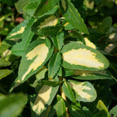 Fusain persistant Sunspot - Willemse