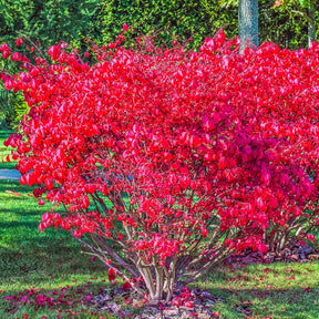 Vente Fusain ailé Compactus - Euonymus alatus Compactus