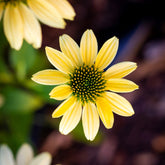 Rudbeckia pourpre Mellow Yellows - Echinacea - Willemse