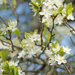 Prunus domestica reine-claude dorée - Prunier Reine-Claude Dorée - Prunier