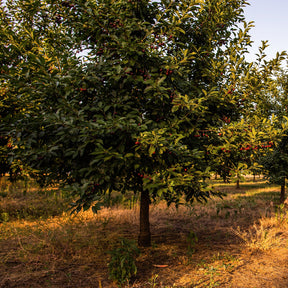 Cerisier Griotte de Montmorency - Prunus avium griotte de montmorency - Willemse