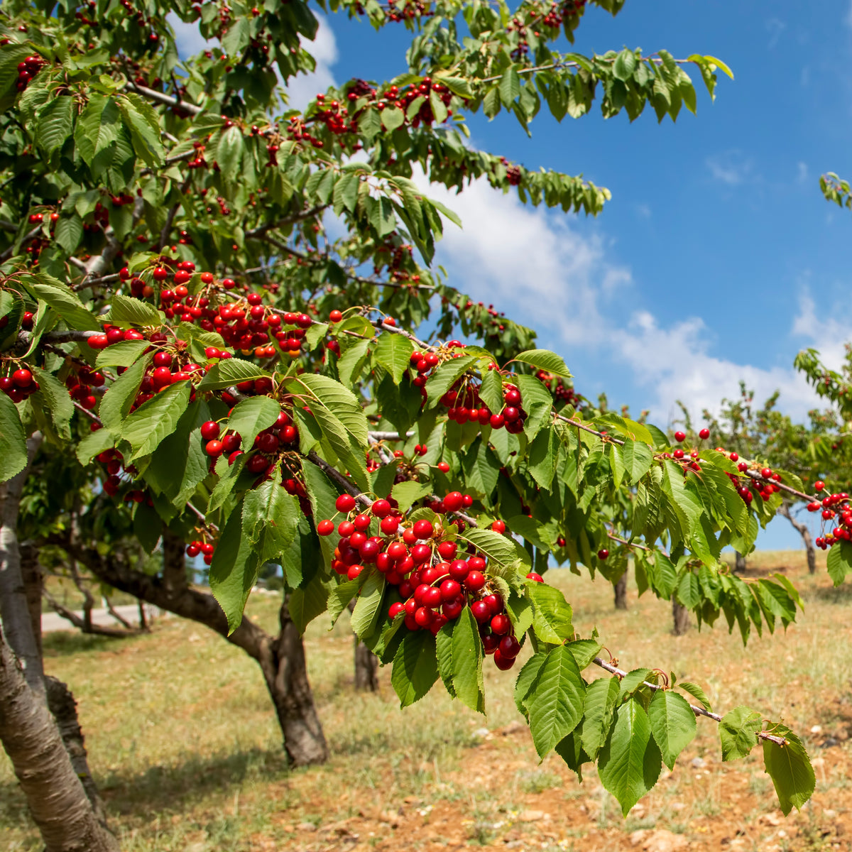 Cerisier Coeur de Pigeon - Prunus avium coeur de pigeon - Fruitiers Arbres et arbustes