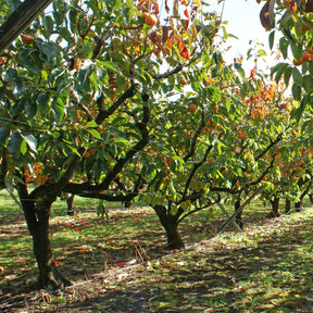 Plaqueminier Kaki - Kaki Rojo Brillante - Kaki diospyros rojo brillante