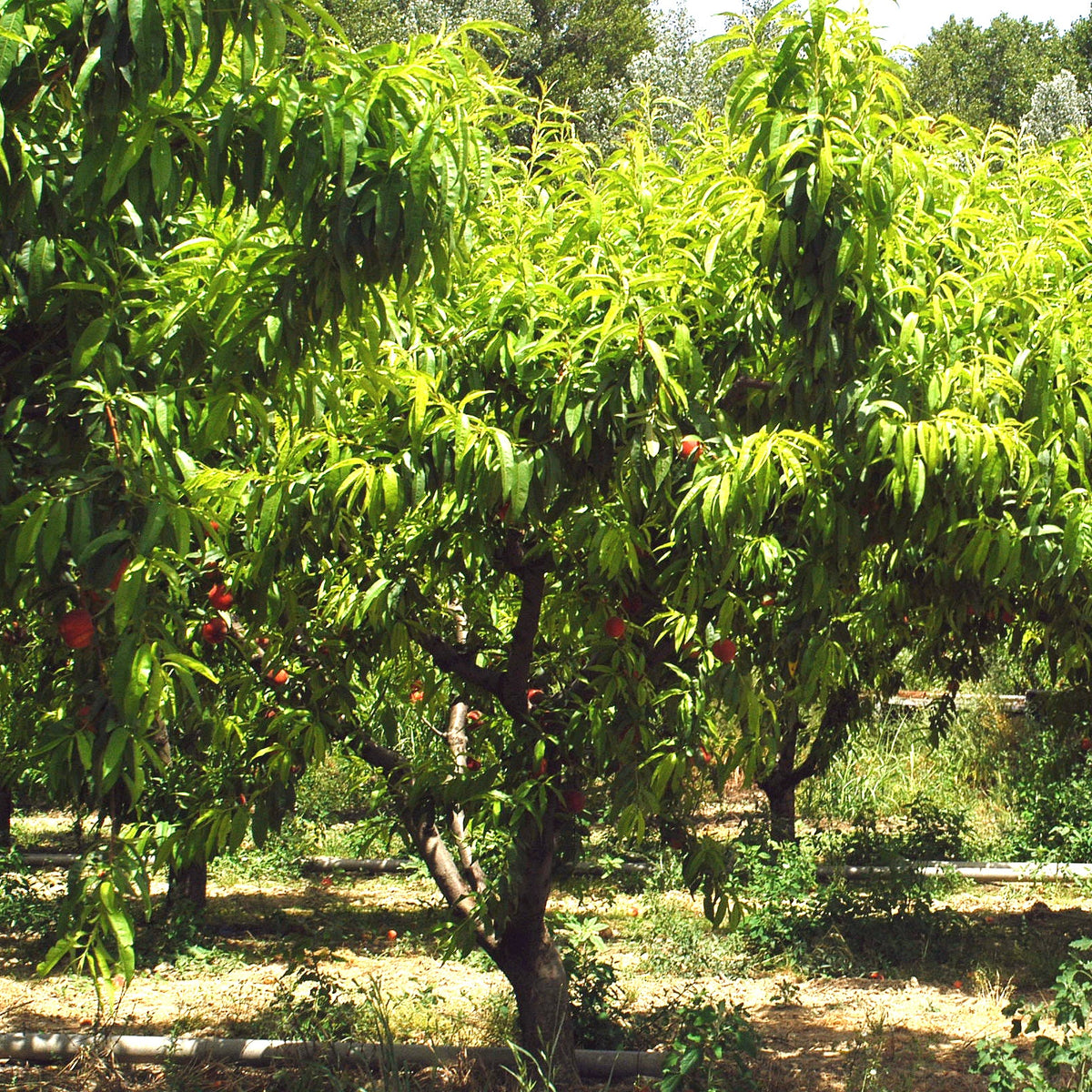 Pêcher Red Haven - Prunus persica red haven - Willemse