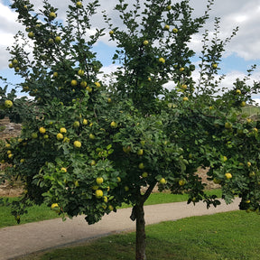 Cydonia oblonga - Cognassier - Fruitiers Arbres et arbustes