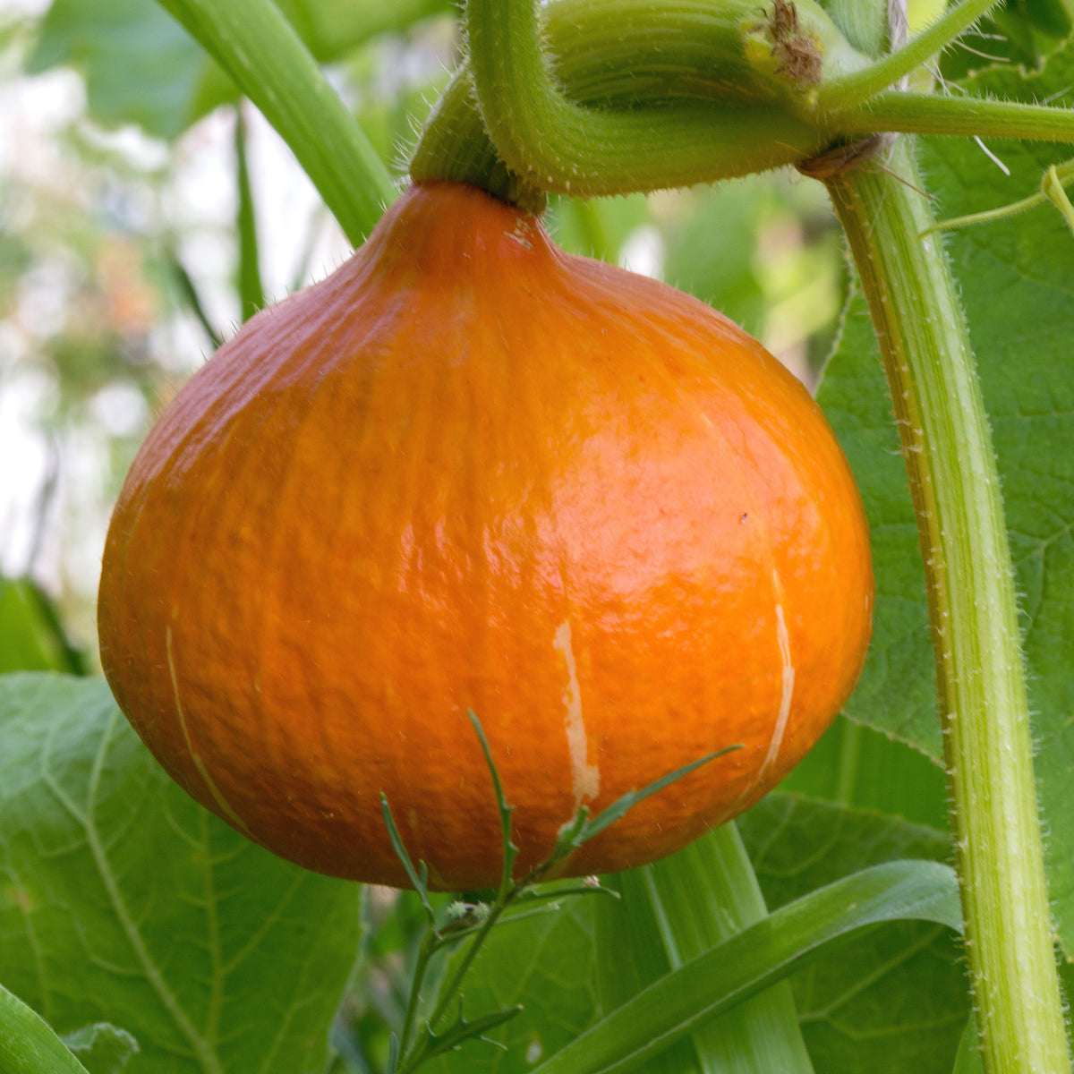 3 Plants de Potimarron - Cucurbita maxima 'potimarron' - Potager