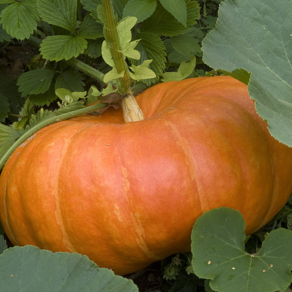 3 Plants de Potiron Rouge Vif d'Etampes - Cucurbita maxima - Potager