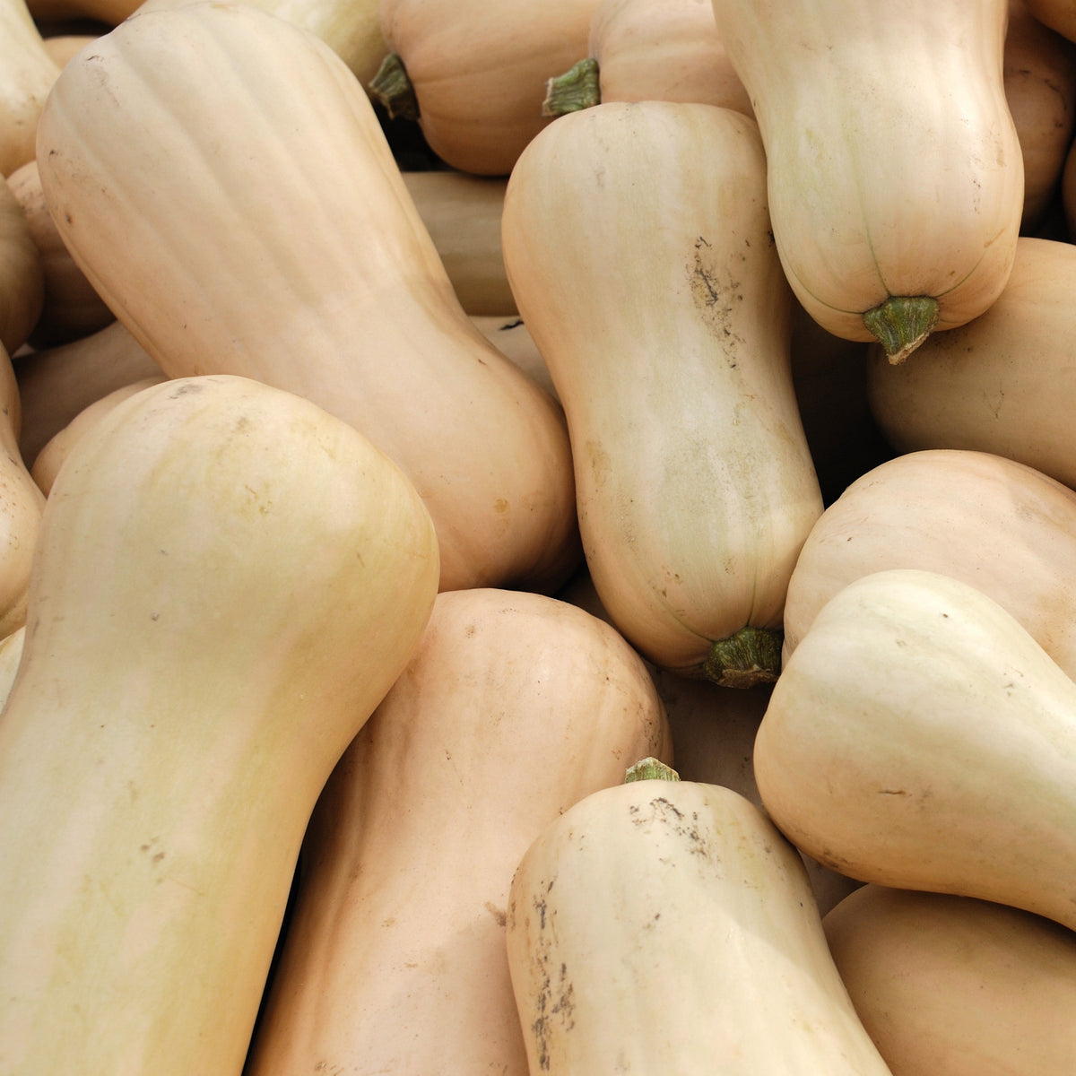 3 Plants de Courge Butternut Sibelle - Cucurbita moschata - Potager