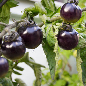 Tomate cerise Tartufo - Willemse