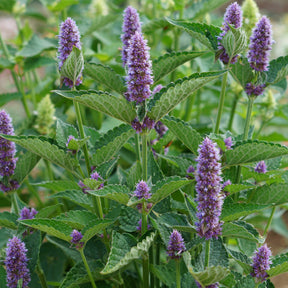 Agastache Black Adder