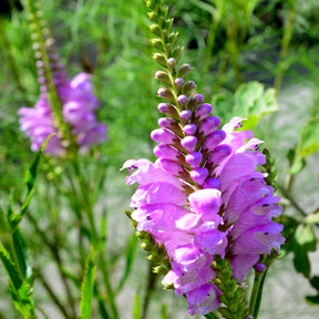 Cataleptique Bouquet Rose - Physostegia virginiana 'bouquet rose' - Willemse