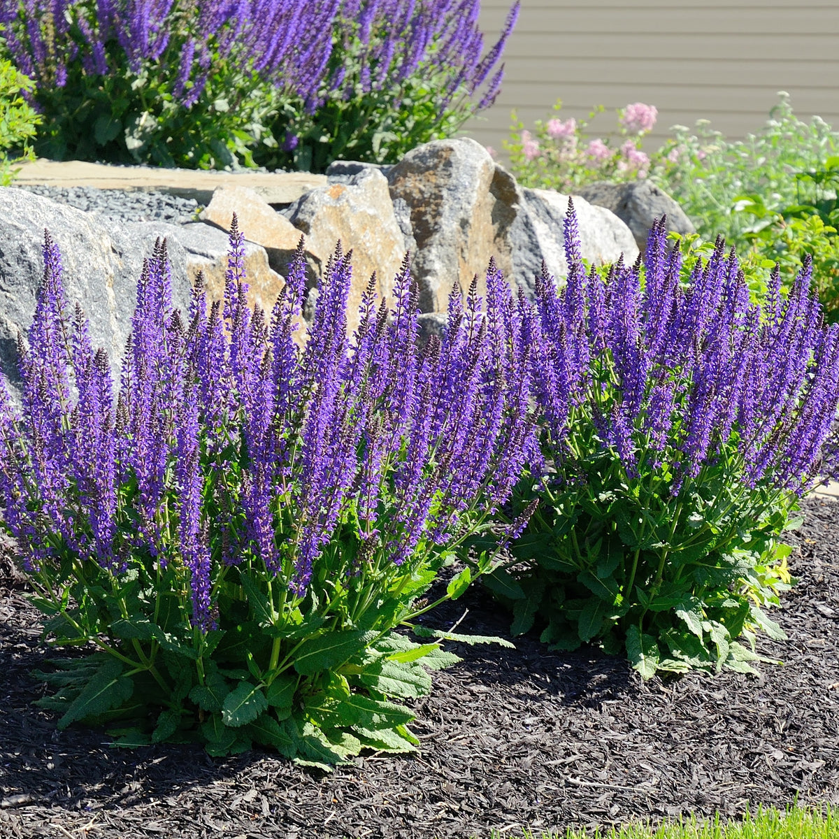 Sauge des bois Blaukonigin - Salvia nemorosa Blaukönigin - Plantes vivaces