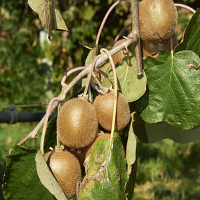 Kiwi Jenny - Actinidia deliciosa 'jenny' - Plantes