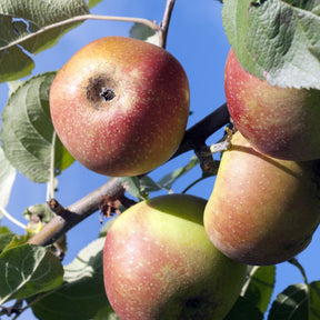 Pommier Rode Boskoop - Malus domestica Rode Boskoop - Willemse