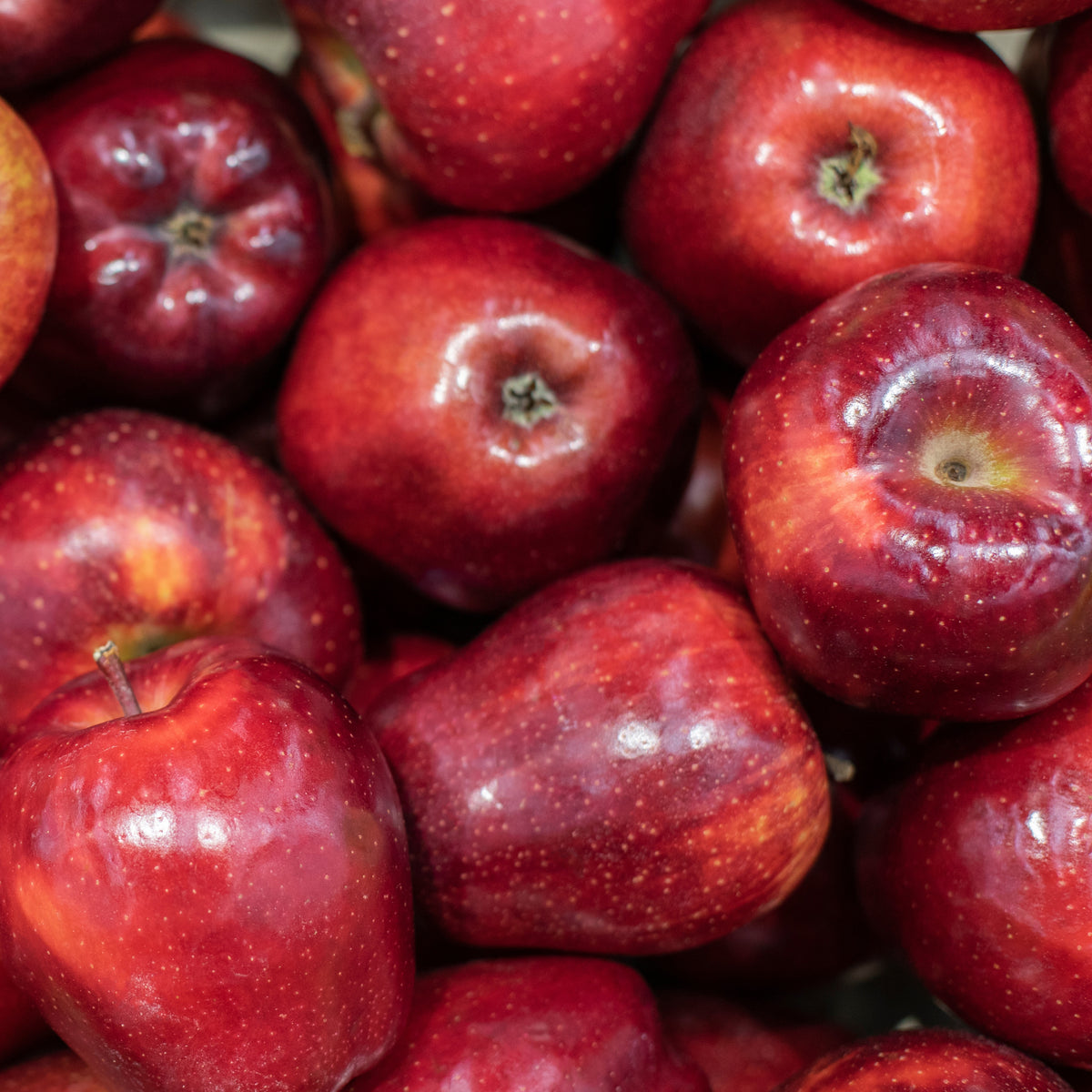 Pommier Red Chief - Malus domestica 'red chief' - Plantes