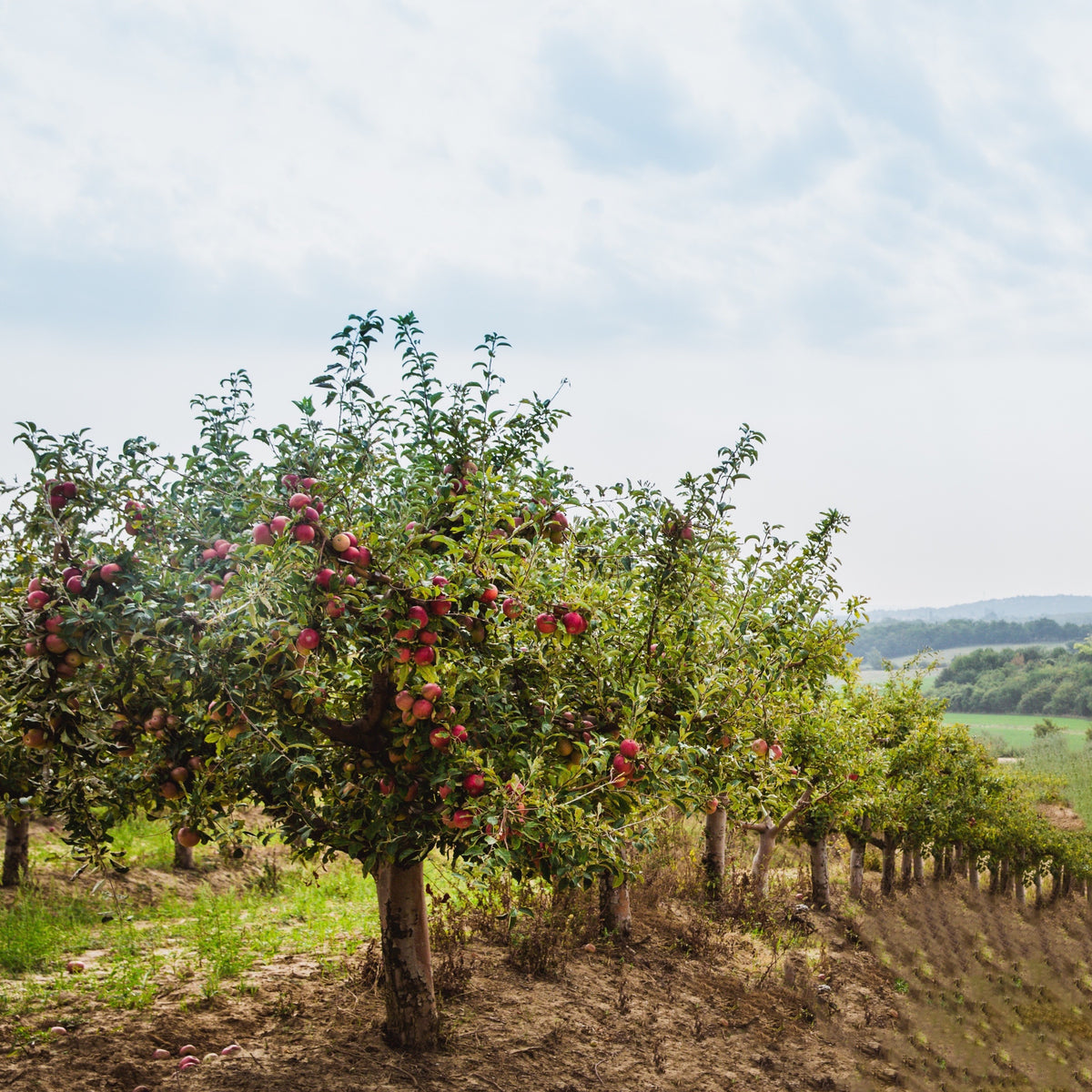 Pommier Red Chief - Malus domestica 'red chief' - Fruitiers Arbres et arbustes