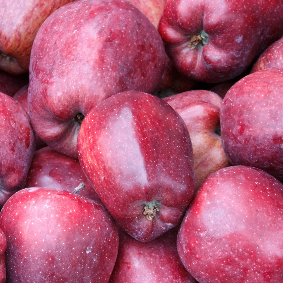 Pommier Starking Delicious - Malus domestica 'starking delicious' - Plantes