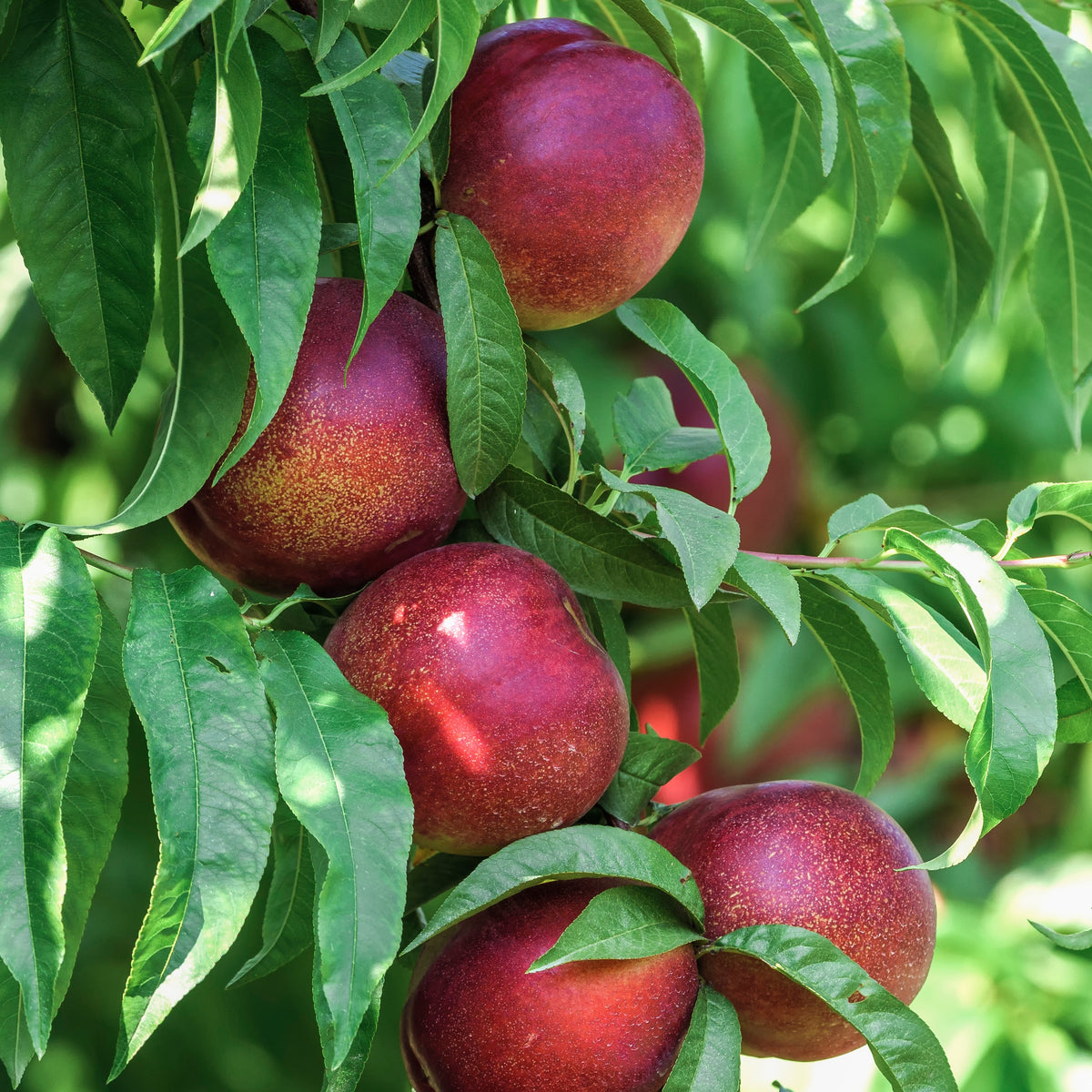 Nectarine Big Top - Prunus persica 'big top' - Plantes