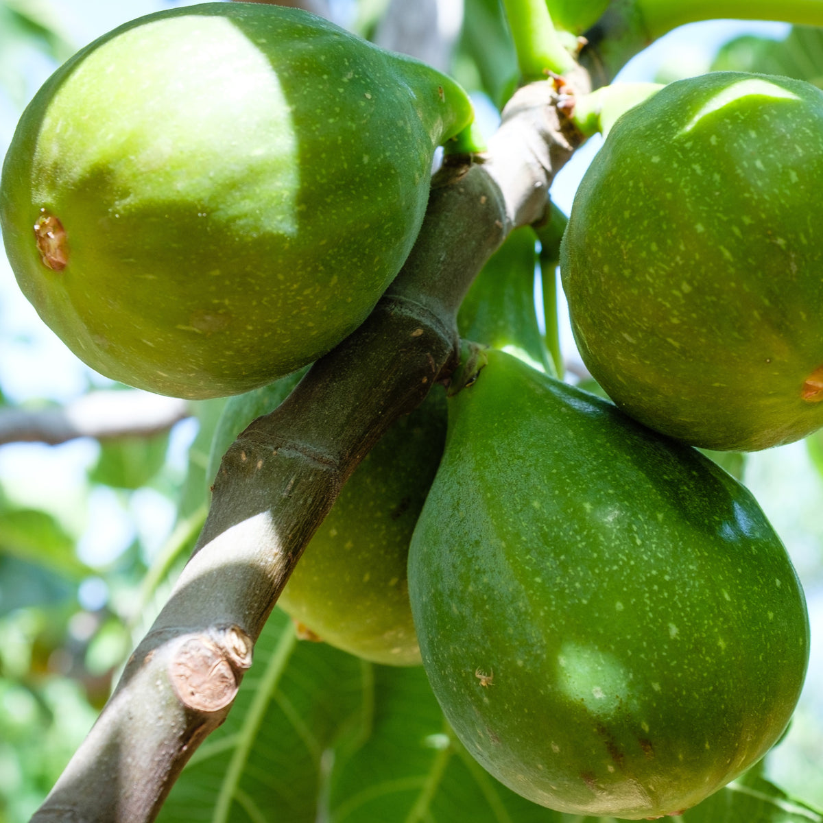 Figuier Fiorone - Ficus carica 'fiorone' - Fruitiers Arbres et arbustes