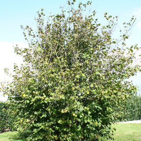 Noisetier Ronde du Piémont - Corylus avellana Ronde du Piémont - Willemse