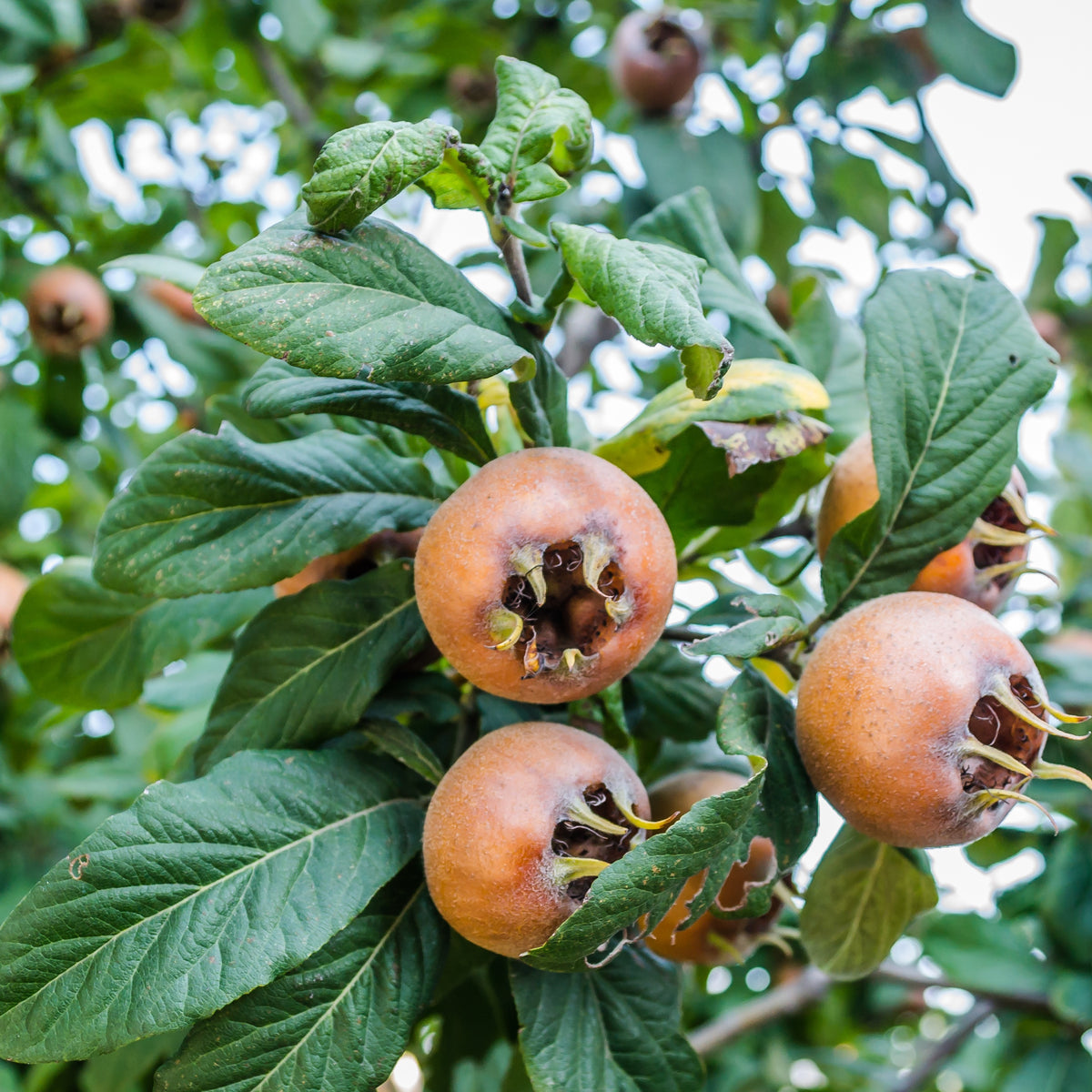 Néflier - Mespilus germanica - Plantes