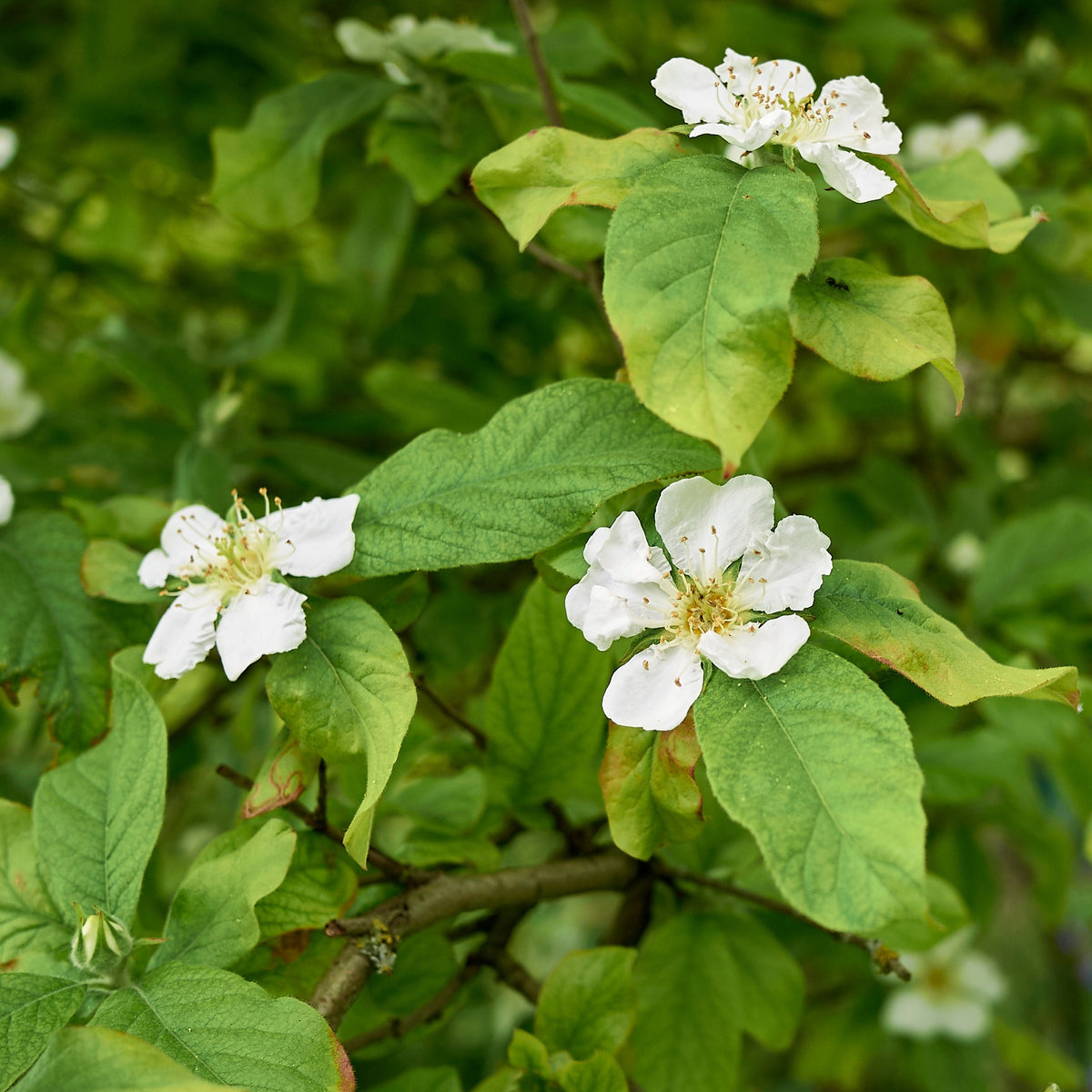 Néflier - Mespilus germanica - Fruitiers Arbres et arbustes