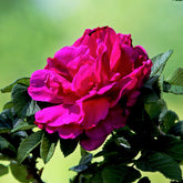 Rosier  Hansa - Willemse