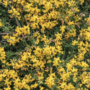 Genêt poilu Vancouver Gold - Genista pilosa 'vancouver gold' - Willemse